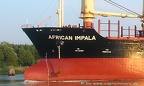 african impala 4