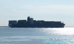anguila 15